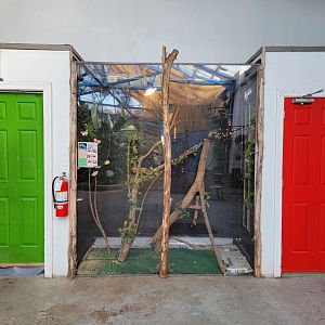Philly Insectarium - Budgerigars