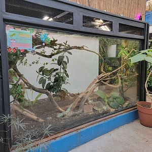 Philly Insectarium - Green iguana