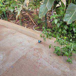Philly Insectarium - Butterfly ID?