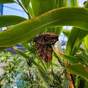 Philly Insectarium - Butterfly ID?