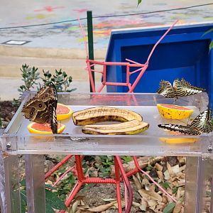 Philly Insectarium - IDs? Feeding station