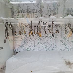 Philly Insectarium - Chrysalides