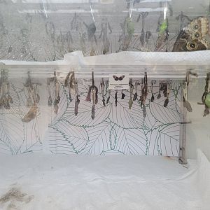 Philly Insectarium - Chrysalides