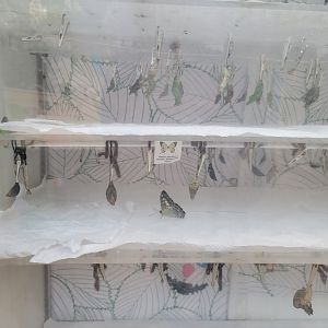 Philly Insectarium - Chrysalides