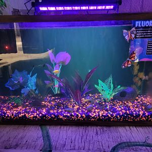 Philly Insectarium - Nocturama corner, glofish