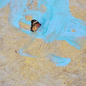 Philly Insectarium - Butterfly ID?