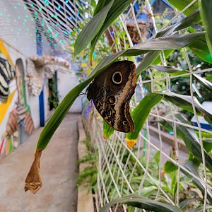 Philly Insectarium - Butterfly ID?