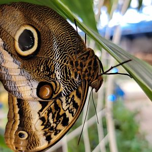 Philly Insectarium - Close up