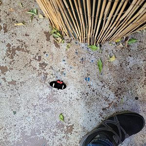 Philly Insectarium - Postman?