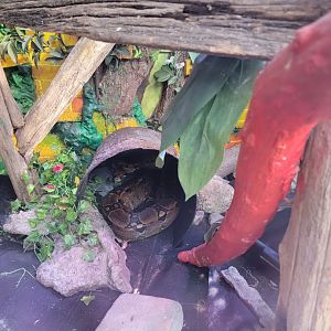 Philly Insectarium - Red-tailed boa