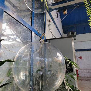 Philly Insectarium - Water balls