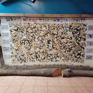 Philly Insectarium - Lots of dead butterflies