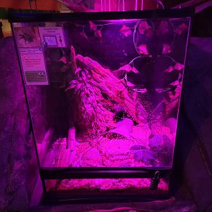 Philly Insectarium - Hispaniola giant tarantula