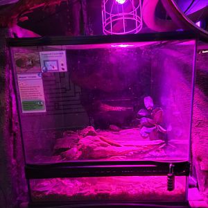 Philly Insectarium - Peppered cockroach