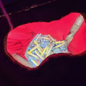 Philly Insectarium - ... Art project? There were several windows like this