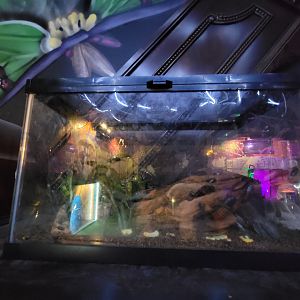 Philly Insectarium - Unsigned, Madagascar hissing cockroaches?