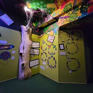 Philly Insectarium - Life cycles