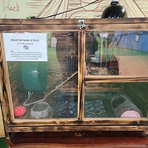 Philly Insectarium - Hedgehog