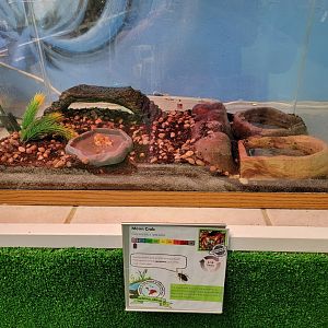 Philly Insectarium - Moon crab