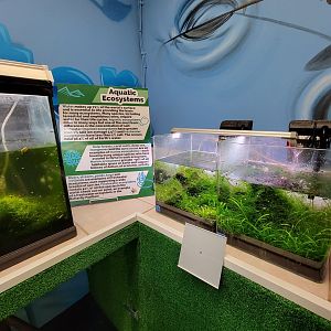 Philly Insectarium - Aquatic corner