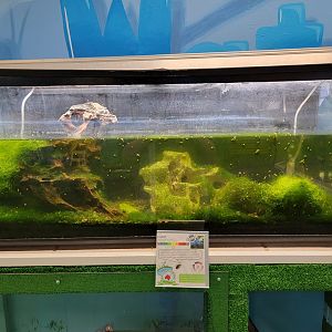 Philly Insectarium - Common yabby