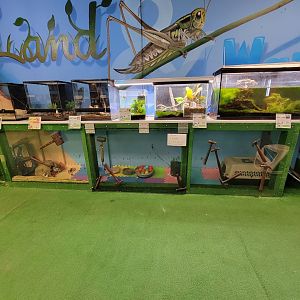 Philly Insectarium - Three-banded armadillo
