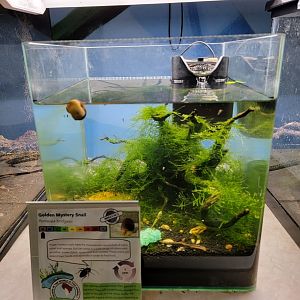 Philly Insectarium - Golden mystery snail