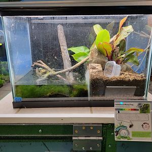 Philly Insectarium - Vietnamese mossy frogs