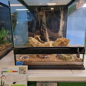 Philly Insectarium - Vinegaroon / Giant whip scorpion