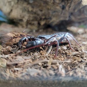 Philly Insectarium - Vinegaroon / Giant whip scorpion