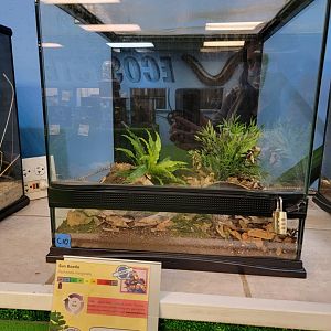 Philly Insectarium - Sun beetle