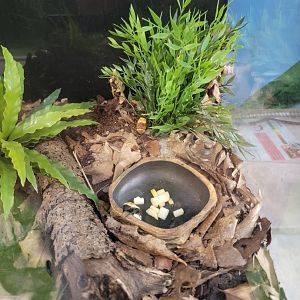 Philly Insectarium - Sun beetle