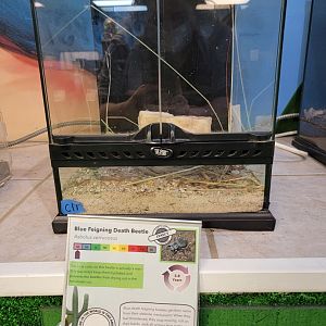 Philly Insectarium - Blue feigning death beetle