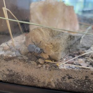 Philly Insectarium - Blue feigning death beetle