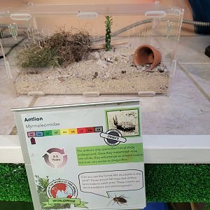 Philly Insectarium - Antlion species