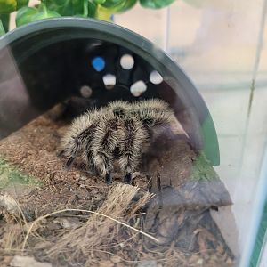 Philly Insectarium - Curlyhair tarantula
