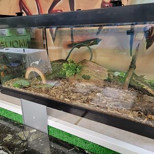 Philly Insectarium - Unsigned, two spot assassin bug maybe?