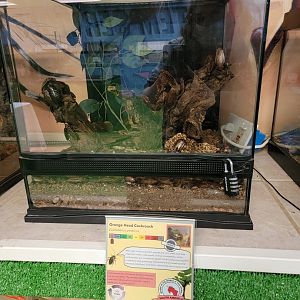 Philly Insectarium - Orangehead cockroach