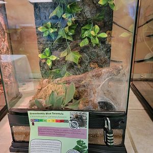 Philly Insectarium - Greenbottle blue tarantula