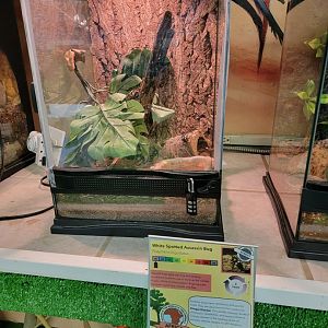 Philly Insectarium - White spotted assassin bug