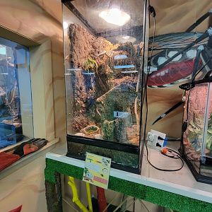 Philly Insectarium - Tokay gecko