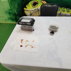 Philly Insectarium - Dead parts of things on a table