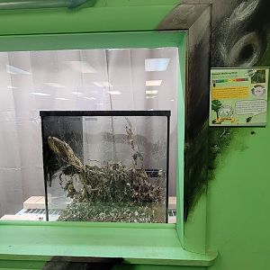 Philly Insectarium - Annam walking sticks