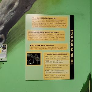 Philly Insectarium - Annam walking stick sign