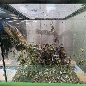 Philly Insectarium - A LOT of Annam walking sticks