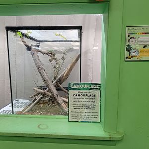 Philly Insectarium - Giant Malaysian leaf insect