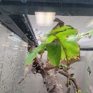 Philly Insectarium - Giant Malaysian leaf insect