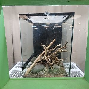 Philly Insectarium - Golden-eyed stick insect