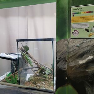 Philly Insectarium - Jungle nymph