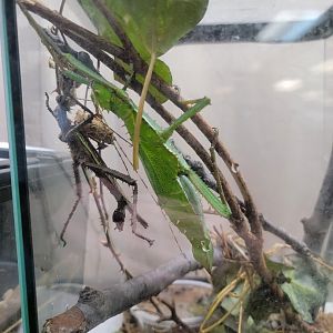 Philly Insectarium - Jungle nymphs